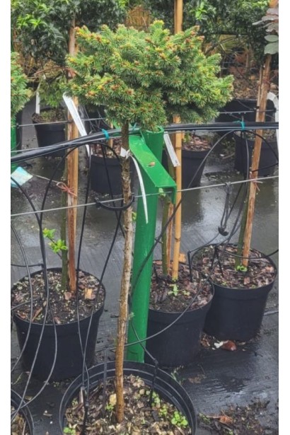 Ялина звичайна / європейська Медуза на штамбі